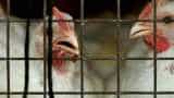 Chicken slaughter banned at Ghazipur murga mandi by Delhi HC