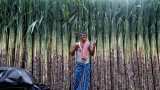 Sugar mills worry over surplus, talk of 'industry collapse'