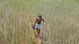 Punjab to give unique number to plots of land to prevent frauds Punjab to give unique number to plots of land to prevent frauds
