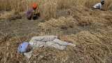 Punjab Agricultural University scientists to experiment with natural farming Punjab Agricultural University scientists to experiment with natural farming