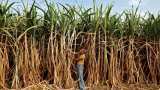 Rural incomes: Farmers shifting to safer paddy, sugarcane from riskier crops