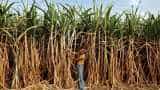 Rural incomes: Farmers shifting to safer paddy, sugarcane from riskier crops