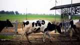 MoooFarm to train 2 lakh farmers in dairy skills