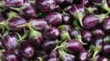 Unbelievable! 1 kg brinjal selling for just 20 paise, rage drives farmer to uproot crop
