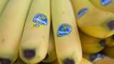 Punjab prohibits stickers on fruits, vegetables Punjab prohibits stickers on fruits, vegetables