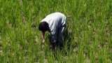 Farm loan waivers benefits only small fraction of farmers? Here is what Niti Aayog Member and agri policy expert Ramesh Chand says Farm loan waivers benefits only small fraction of farmers? Here is what Niti Aayog Member and agri policy expert Ramesh Chand says
