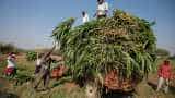 How to double farmers' income: These farmers just did it! This is how How to double farmers' income: These farmers just did it! This is how
