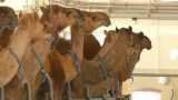 Amul launches camel milk in select markets