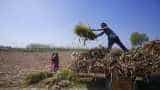 Relief for Small and marginal farmers! RBI raises collateral-free farm loan limit to Rs 1.6 lakh