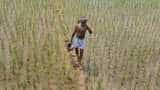 PM-KISAN to provide multiple benefits to farmers, says CEA