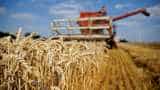No impact of hailstorm on wheat crop, output may cross 100MT: ICAR Official