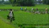 Irdai asks insures for easy crop insurance claim settlement, use of vernacular language Irdai asks insures for easy crop insurance claim settlement, use of vernacular language
