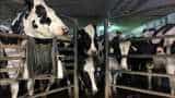  Global dairy prices go up, volumes drop at auction