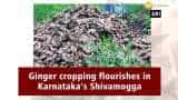 Ginger cropping flourishes in Karnataka’s Shivamogga