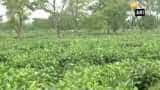 Small tea growers want good price for their work in West Bengal&#039;s Siliguri