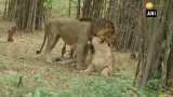 Bannerghatta Biological Park makes arrangement to protect animals from scorching heat Bannerghatta Biological Park makes arrangement to protect animals from scorching heat