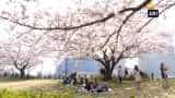 Tourists throng to see &#039;Sakura&#039;, the cherry blossoms of Japan