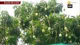 Kochi man grows 40 varieties of mangoes on his rooftop Kochi man grows 40 varieties of mangoes on his rooftop