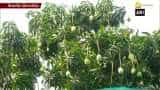 Kochi man grows 40 varieties of mangoes on his rooftop 