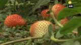 Strawberries make early entry in market due to favourable climate in Srinagar Strawberries make early entry in market due to favourable climate in Srinagar