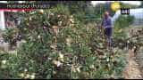 Hoshiarpur farmer sets a shining example of apple cultivation in Punjab