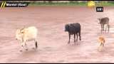 She is one of the best players, say locals on viral video of cow playing football She is one of the best players, say locals on viral video of cow playing football