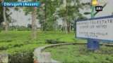 Rare variety of Assam’s ‘Manohari Gold Tea’ sold for Rs 50,000 per kg in public auction Rare variety of Assam’s ‘Manohari Gold Tea’ sold for Rs 50,000 per kg in public auction