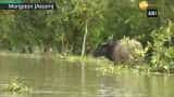 Assam flood: Water recedes in Pobitora Wildlife Sanctuary 