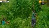 HP anti-drug drive: Police destroy cannabis plantation in Kullu