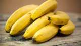 Bananas going extinct worldwide? Not if this Lucknow institute can help it