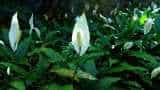 Pollution fighter supreme! Forget air purifier, try Peace Lily at home as air gets toxic Pollution fighter supreme! Forget air purifier, try Peace Lily at home as air gets toxic