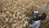 Punjab, Haryana farmers caught in vicious time-cycle web