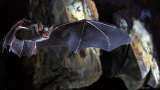 Not snakes, bats return likely triggered Novel Coronavirus outbreak: Lancet Not snakes, bats return likely triggered Novel Coronavirus outbreak: Lancet