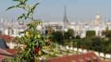 French agency warns of virus threatening tomatoes, peppers French agency warns of virus threatening tomatoes, peppers