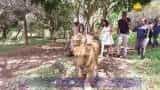 VIDEO : Lets take a Walk with Lions in Mauritius