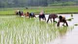 PMFBY scheme: Crop insurance premium may change in Pradhan Mantri Fasal Bima Yojana 2.0