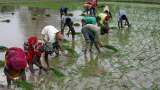 Modi government raises MSP for rabi, kharif crops for 2019-20
