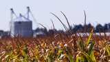 Crops ready for harvest but no workers in Uttar Pradesh due to coronavirus lockdown