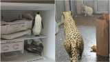 Google 3D animals: Bring Leopard, Eagle, Octopus, others to your home – Here is how Google 3D animals: Bring Leopard, Eagle, Octopus, others to your home – Here is how