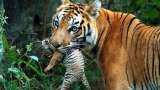 Tiger tests positive for coronavirus! Shocking revelation by Bronx Zoo; India takes note, issues orders Tiger tests positive for coronavirus! Shocking revelation by Bronx Zoo; India takes note, issues orders