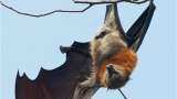 Coronaviruses found in bats, but it spreading to humans very rare: ICMR epidemiology chief