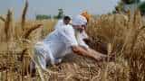India Fights Coronavirus: Wheat harvesting in full swing in Punjab, Haryana, near to finish elsewhere India Fights Coronavirus: Wheat harvesting in full swing in Punjab, Haryana, near to finish elsewhere