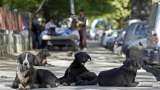 Coronavirus origin linked to stray dogs? Study is "speculative", say experts Coronavirus origin linked to stray dogs? Study is "speculative", say experts