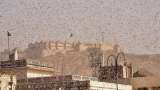 What are locusts? All you need you to know as India faces worst attack in 26 years What are locusts? All you need you to know as India faces worst attack in 26 years