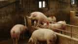 New swine flu virus strain with "pandemic potential" identified in China: Study New swine flu virus strain with "pandemic potential" identified in China: Study