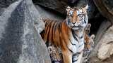 SC takes up 'important' issue of Covid-19 spread to zoo animals SC takes up 'important' issue of Covid-19 spread to zoo animals