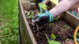5 tips for easy home gardening