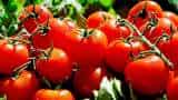 Here is why retail prices of Tomato skyrocketed to Rs 80-85 per kg - Check rates of Mother Dairy's Safal and Azadpur Mandi Here is why retail prices of Tomato skyrocketed to Rs 80-85 per kg - Check rates of Mother Dairy's Safal and Azadpur Mandi