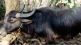 How buffalo settled theft case in Uttar Pradesh