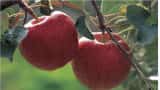 Big news Jammu and Kashmir apple farmers! Up to 12 LMT of fruit to to be procured as Modi Govt extends MIS scheme